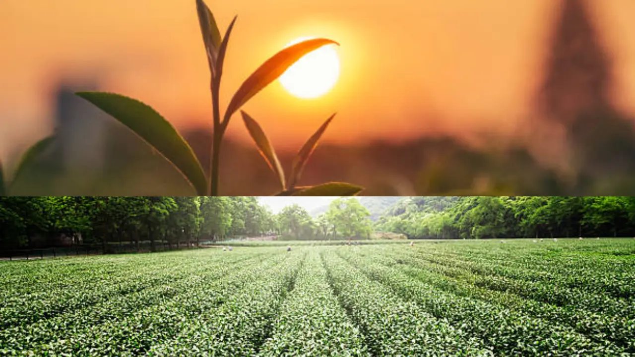 Herb farming