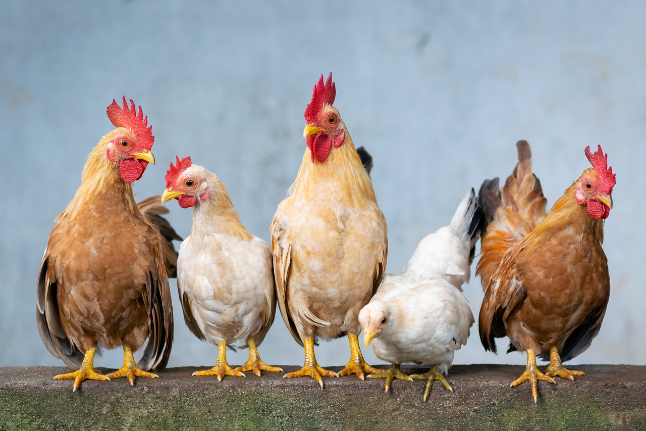 poultry farming