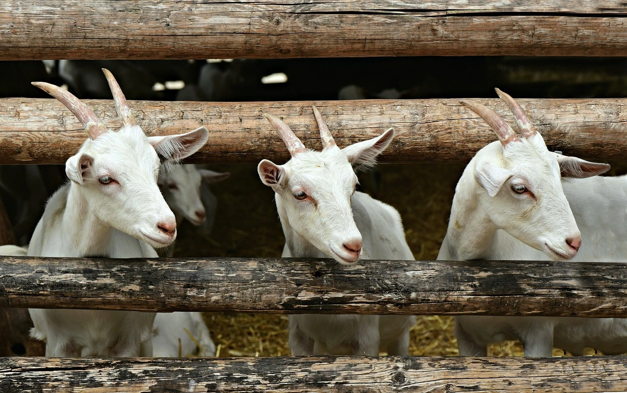 goat farming